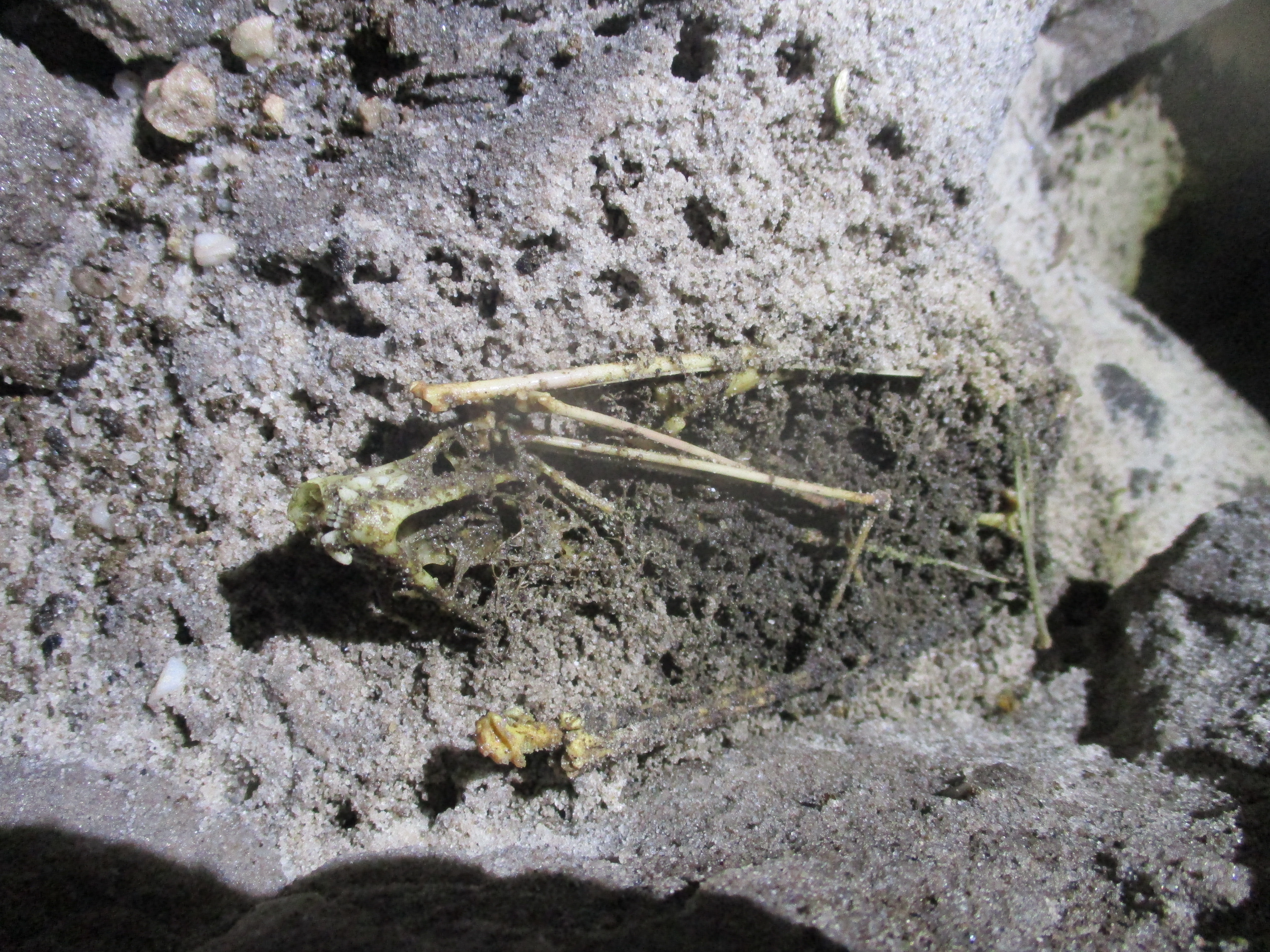 Fruit bat skeleton